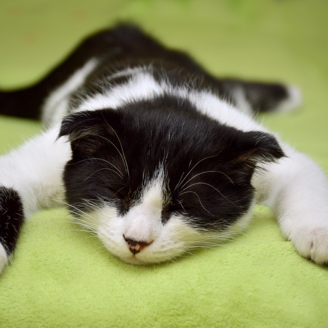 Clotilde Monteilhet sophrologue, libourne et coutras